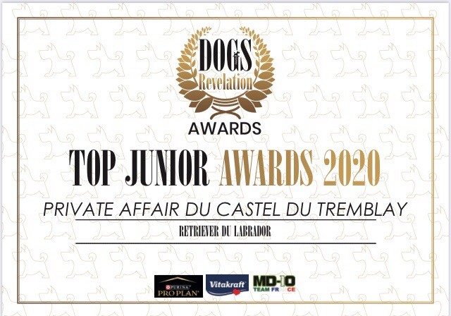 du Castel du Tremblay - Top junior labrador of the year 2020