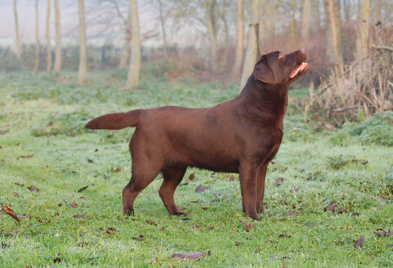 CH. Fantasia du Castel du Tremblay