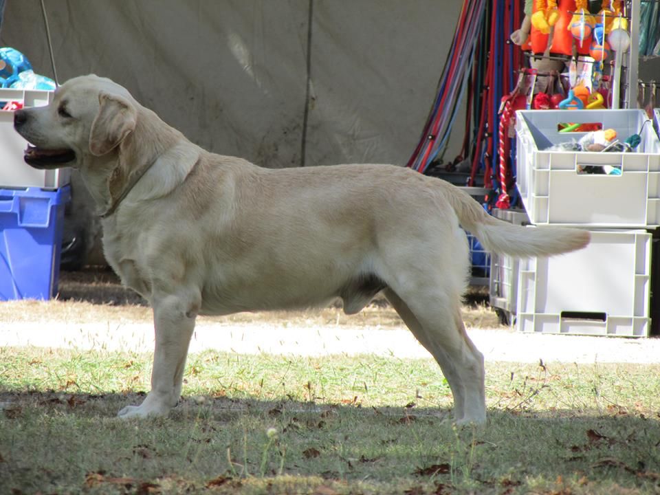 CH. Fire storm du Castel du Tremblay